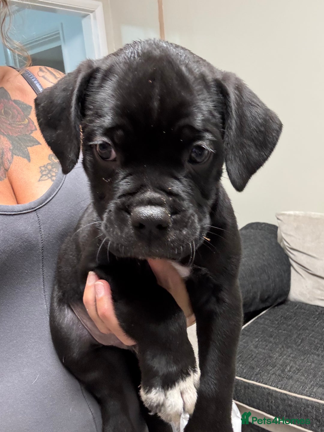 Mixed Breed dogs for sale: 7 beautiful puppies for sale - Image 9