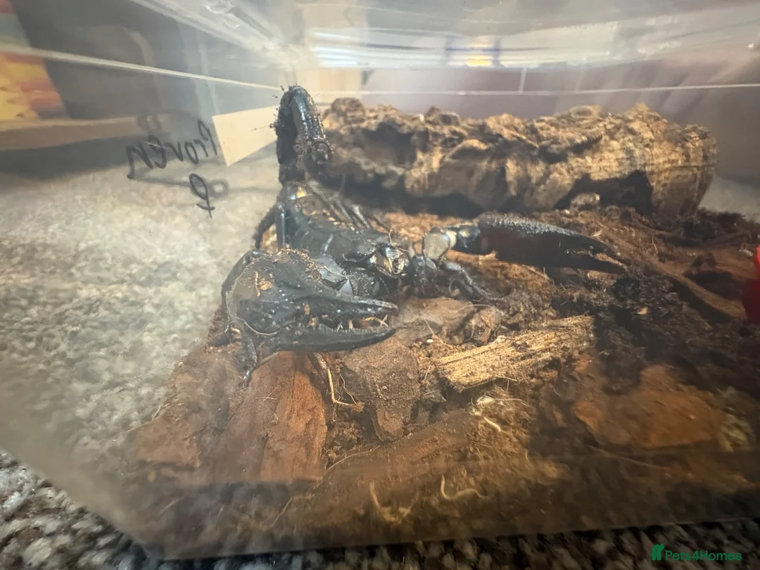 Scorpions invertebrates for sale: Asian forest scorpion in Bracknell - Advert 2