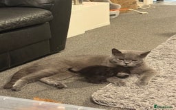 British Shorthair cats for sale: British Shorthair Cross Kittens  - Image 4