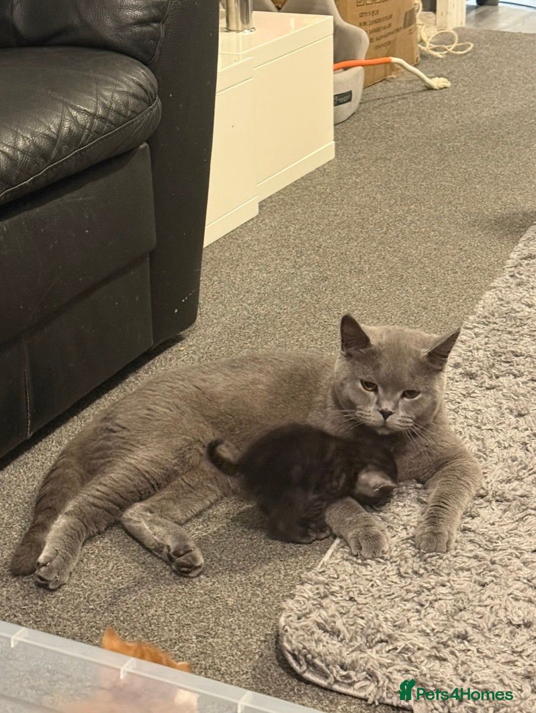 British Shorthair cats for sale: British Shorthair Cross Kittens  - Image 4