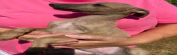 Whippet dogs for sale: Beautiful blue/brindle Whippets  - Advert 11