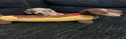 Miniature Dachshund dogs for sale: Cream long haired mini dachshund puppies - Advert 6