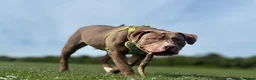 Mixed Breed dogs for sale: Bowen- Staffy x Lab - Advert 7