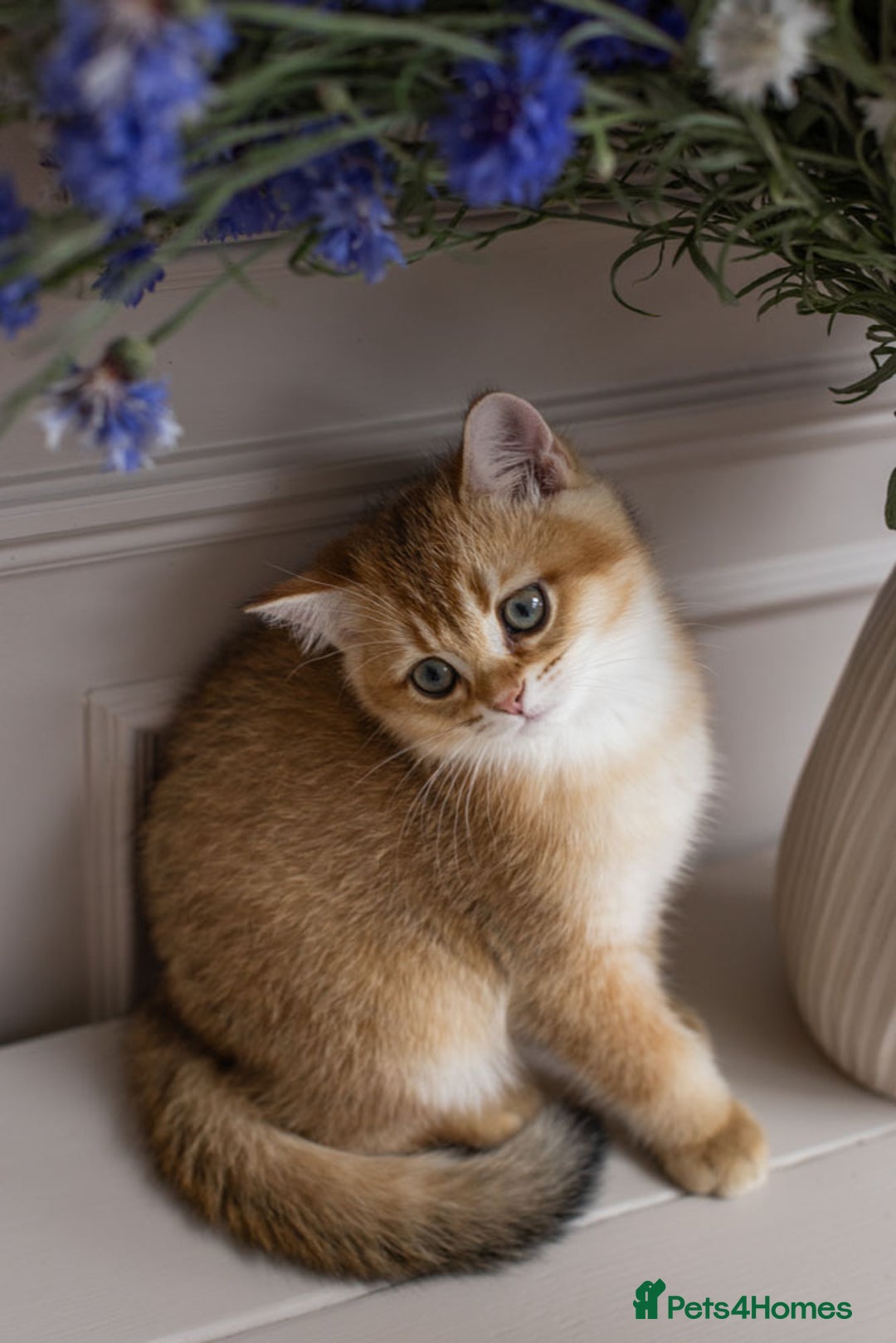 British Shorthair cats for sale: Ready now gorgeus Golden British SH male kitten - Image 23