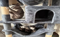 Russian Blue cats for sale: Russian Blue x BSH mixed breed Kittens  - Image 2