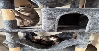 Russian Blue cats - Advert 4