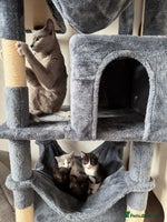 Russian Blue cats - Advert 4