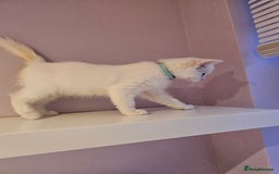 Ragdoll cats for sale: Loving half Ragdolls - Image 14