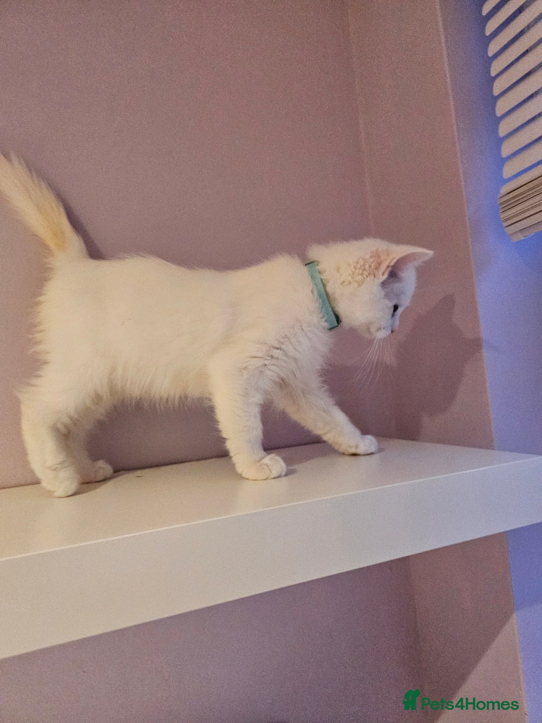 Ragdoll cats for sale: Loving half Ragdolls - Image 14