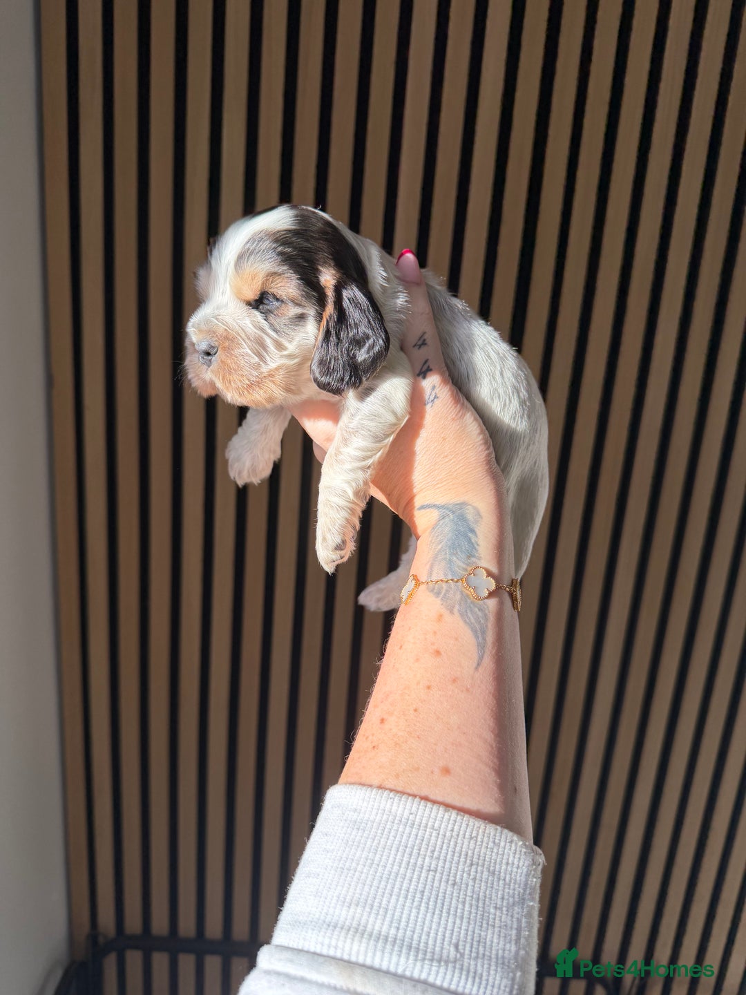 Cocker Spaniel dogs for sale: 🐶Rizi Bizi 🐶🐾 full pedigree show spaniels🐾  - Advert 4