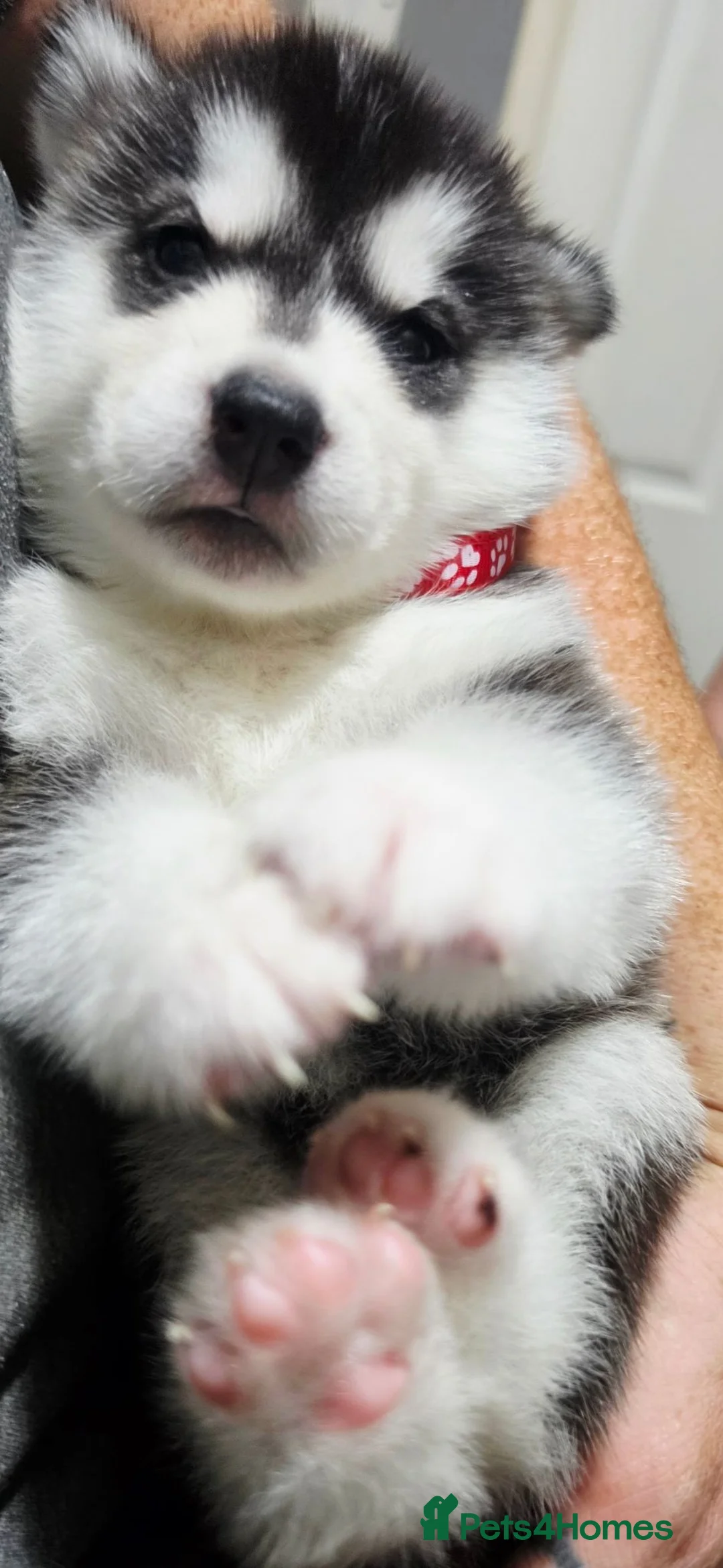 Siberian Husky dogs for sale: 8 Beautiful Siberian Husky puppies for sale - Advert 11