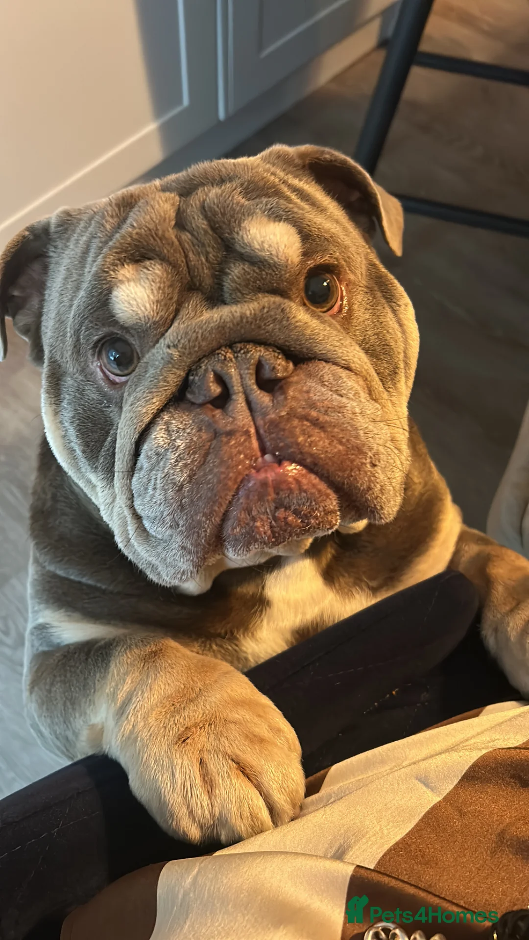 English Bulldog dogs for stud: Arthur the English bulldog  - Advert 2