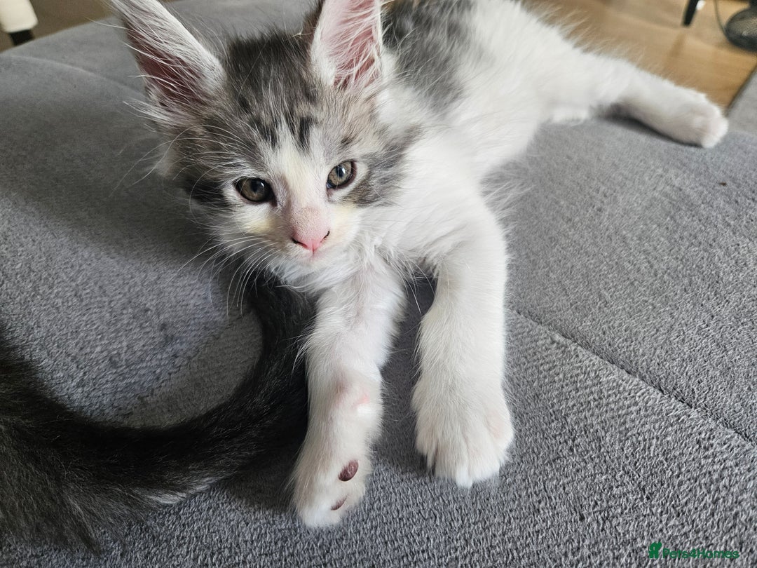 Maine Coon cats for sale: Maine coon kittens  - Image 17