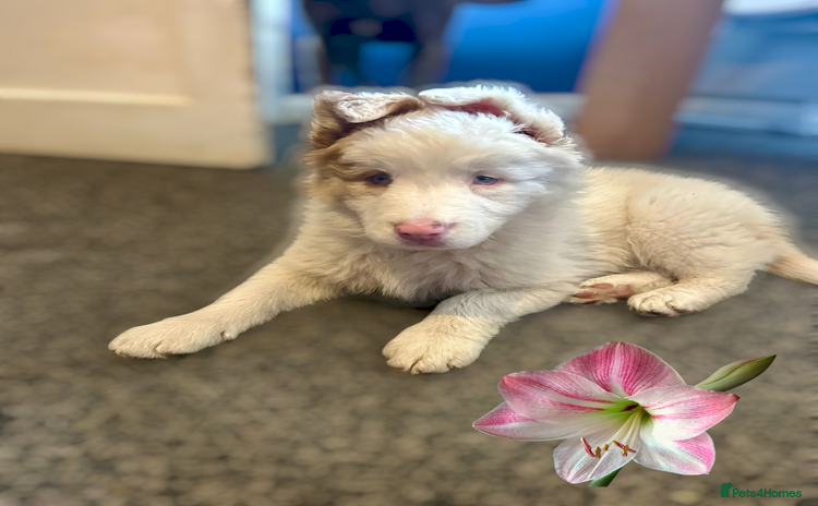 Australian Shepherd dogs - Advert 1