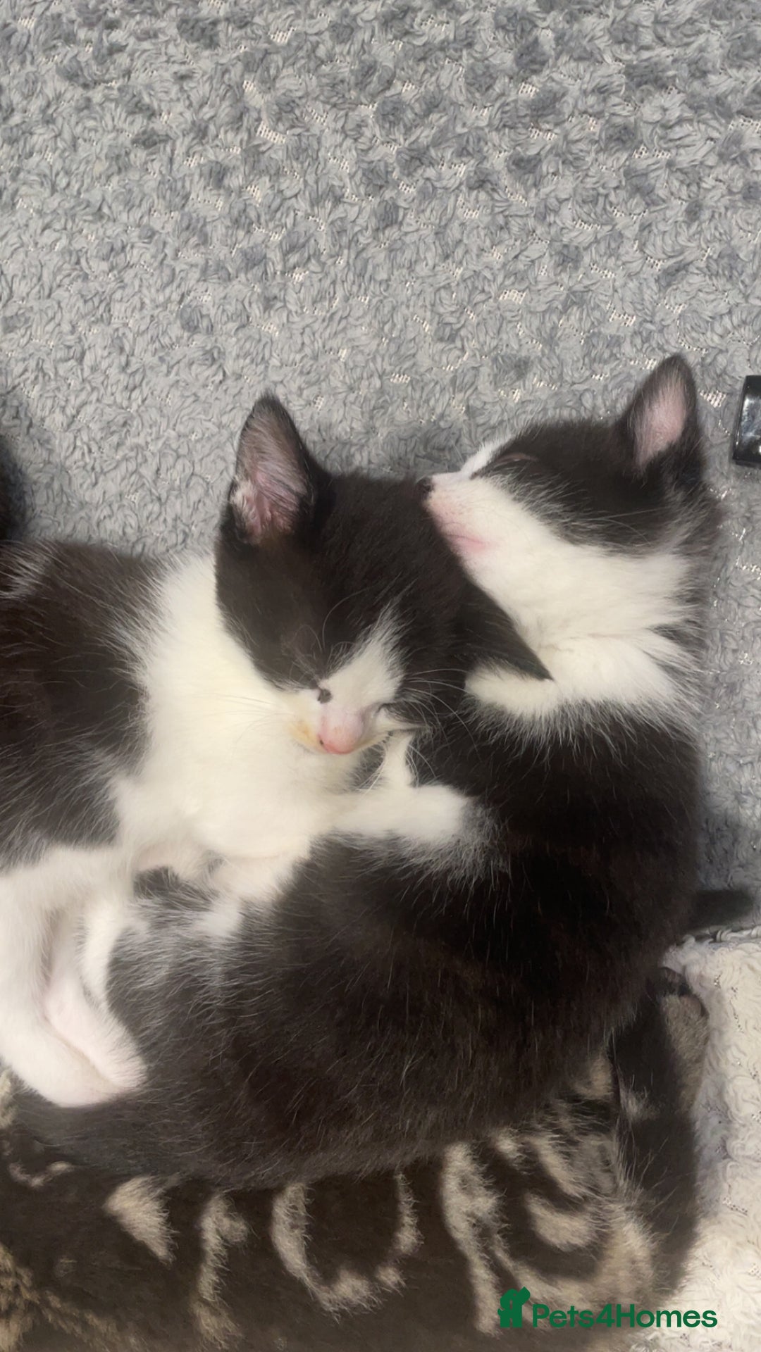 European cats for sale: Lovely kittens  - Image 5