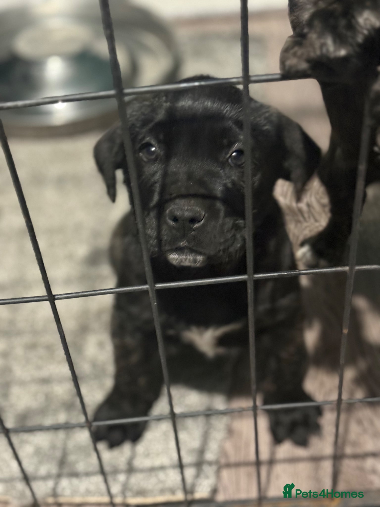 Presa Canario dogs  🏆Champion Blood presa Canario pups!! - Advert 1