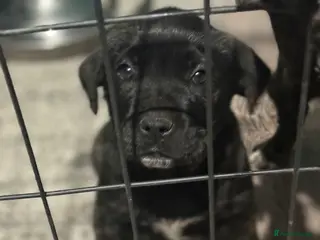 Presa Canario dogs 🏆Champion Blood presa Canario pups!! - Advert 1