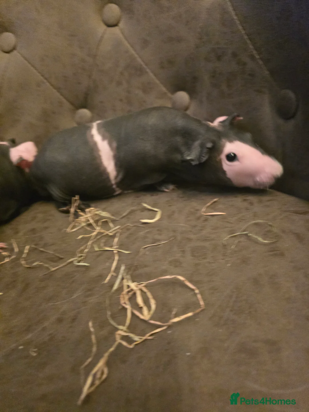 Guinea Pig rodents for sale: 2 skinny pig females 14 months old beautiful - Advert 4