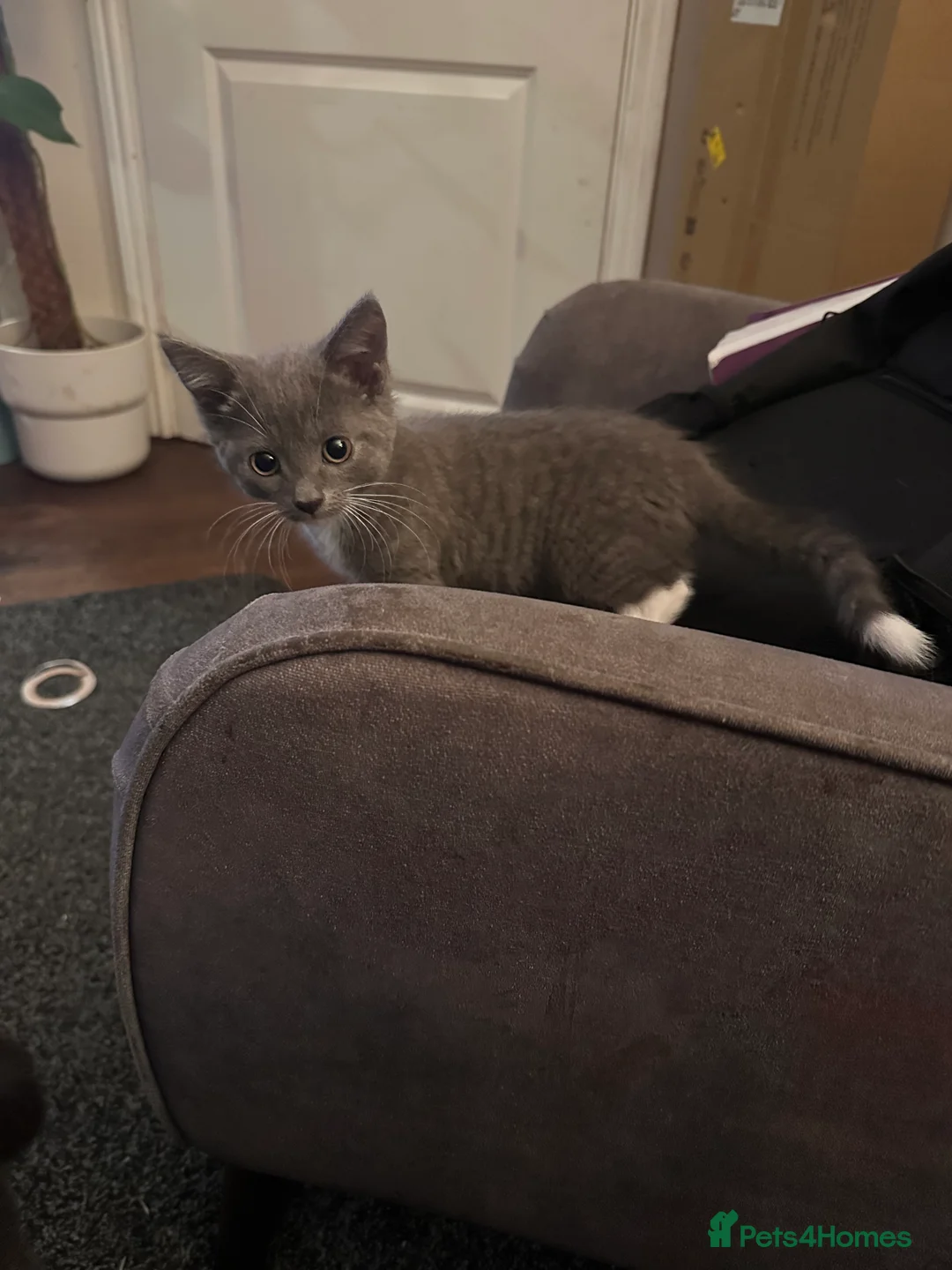 Mixed Breed cats for sale: Playful boys - Advert 6