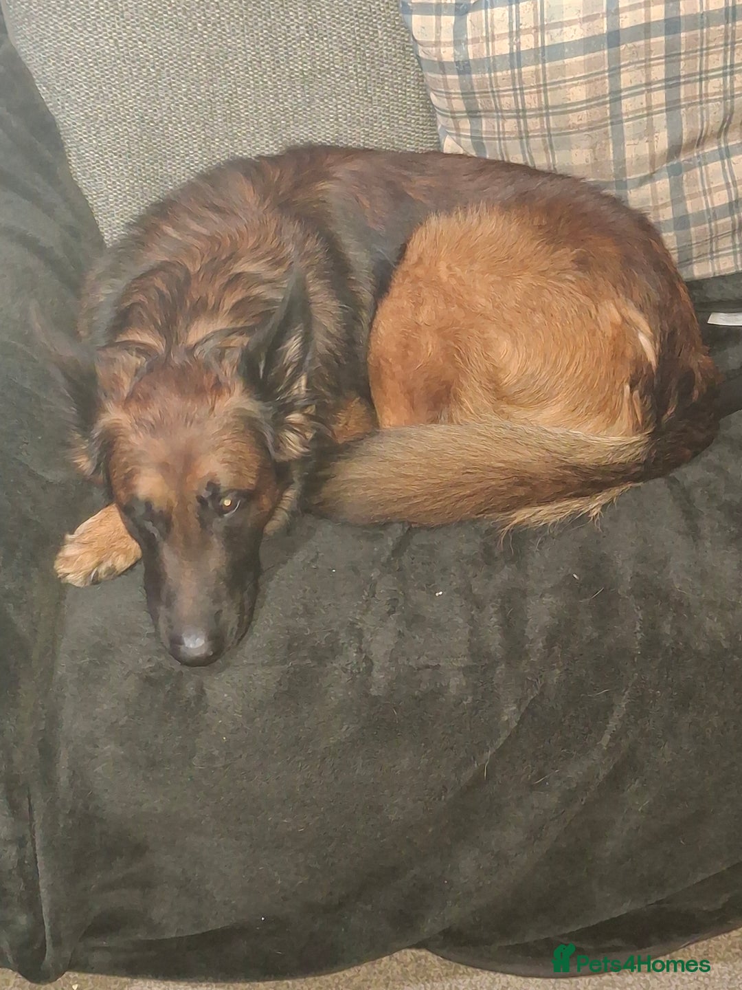 Belgian Shepherd Dog dogs for sale: German shepherd malinois cross - Advert 2