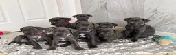 Cane Corso dogs for sale: Cane corso puppies   - Advert 2