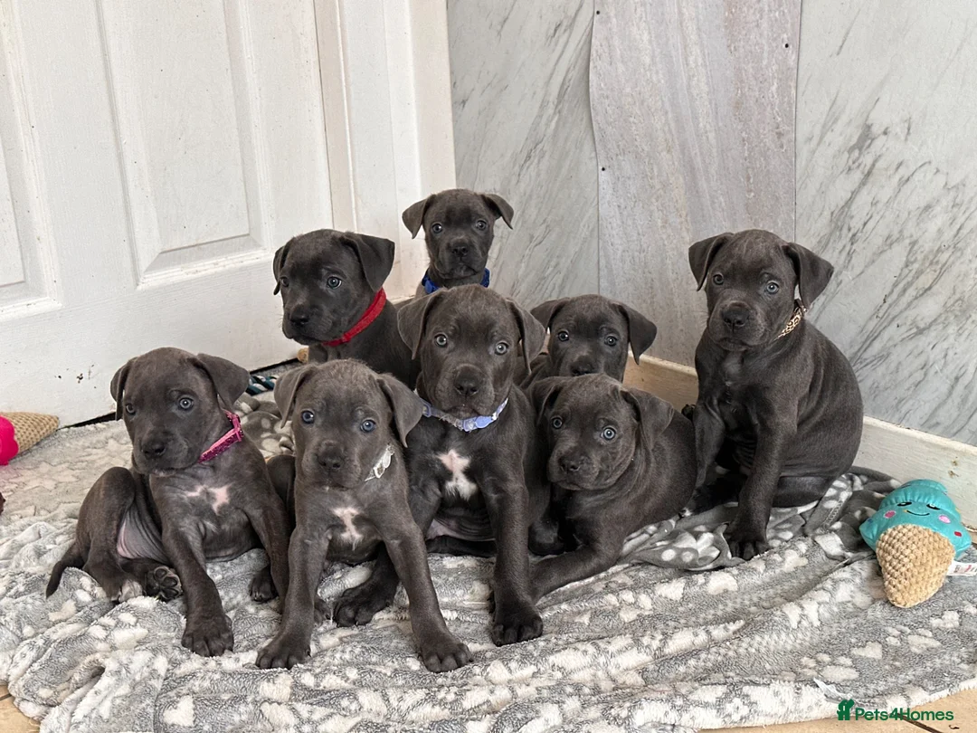 Cane Corso dogs for sale: Cane corso puppies   - Advert 2