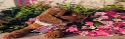 Cavapoo dogs for sale: ❤️ Ruby Red F1b Miniature Cavapoo Teddy Bear  ❤️  - Advert 27