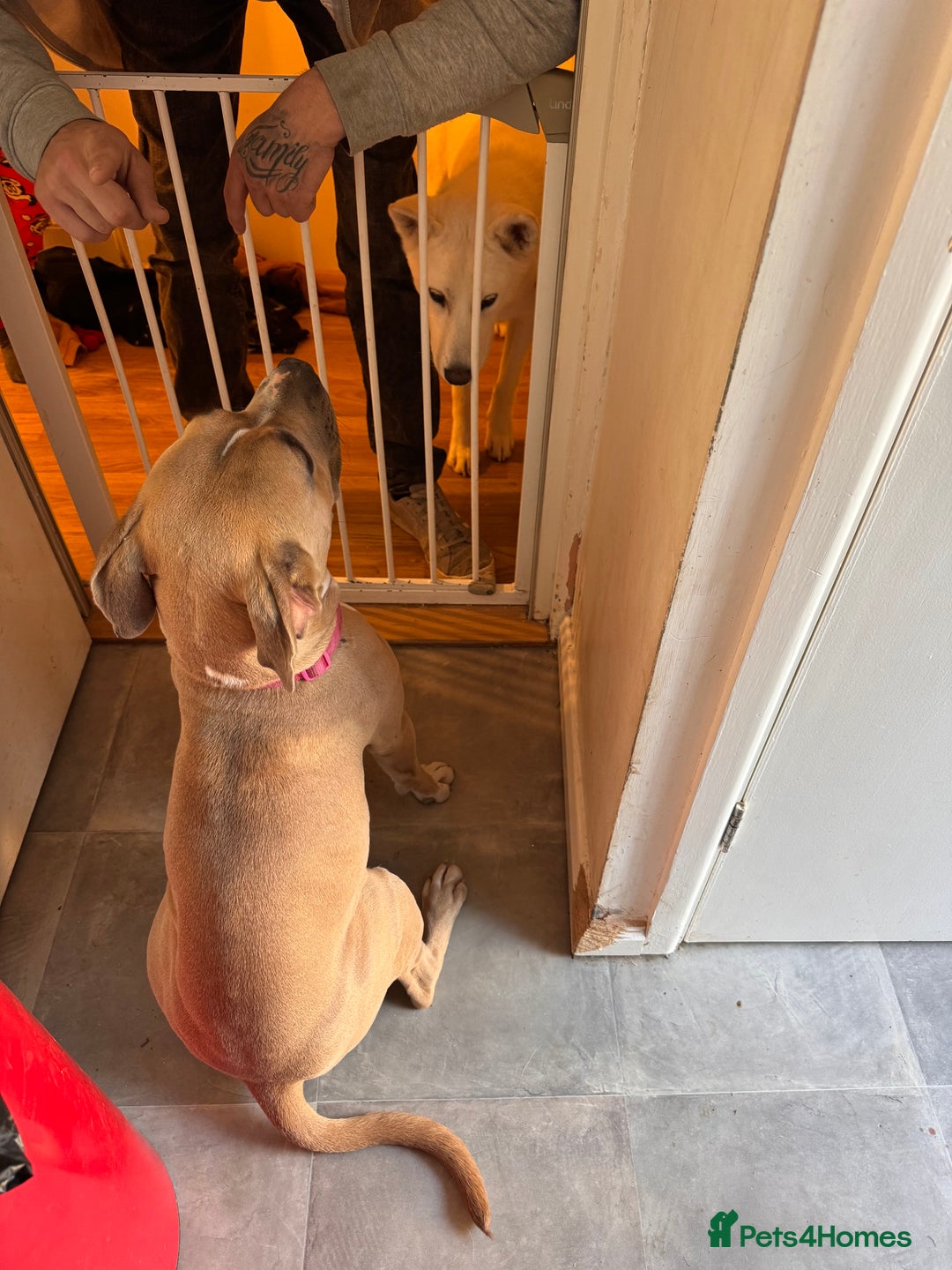 Mixed Breed dogs for sale: Angel - Staffordshire bull terrier cross boxer - Image 12