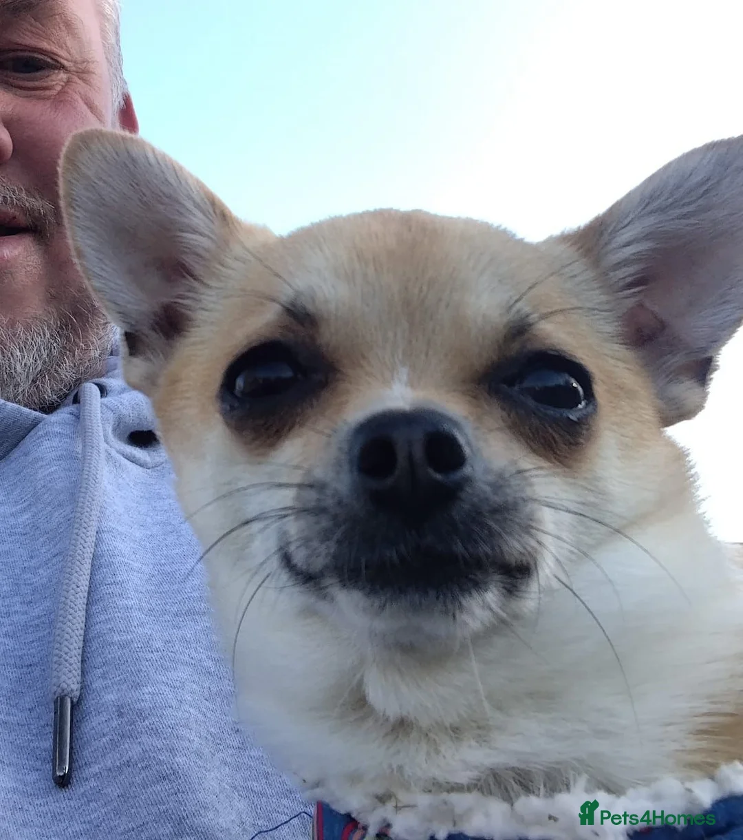 Chihuahua dogs for stud: Liitle Boy For Stud in Coventry - Advert 2