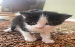 British Longhair cats for sale: British Longhair x domestic black white kittens - Image 16