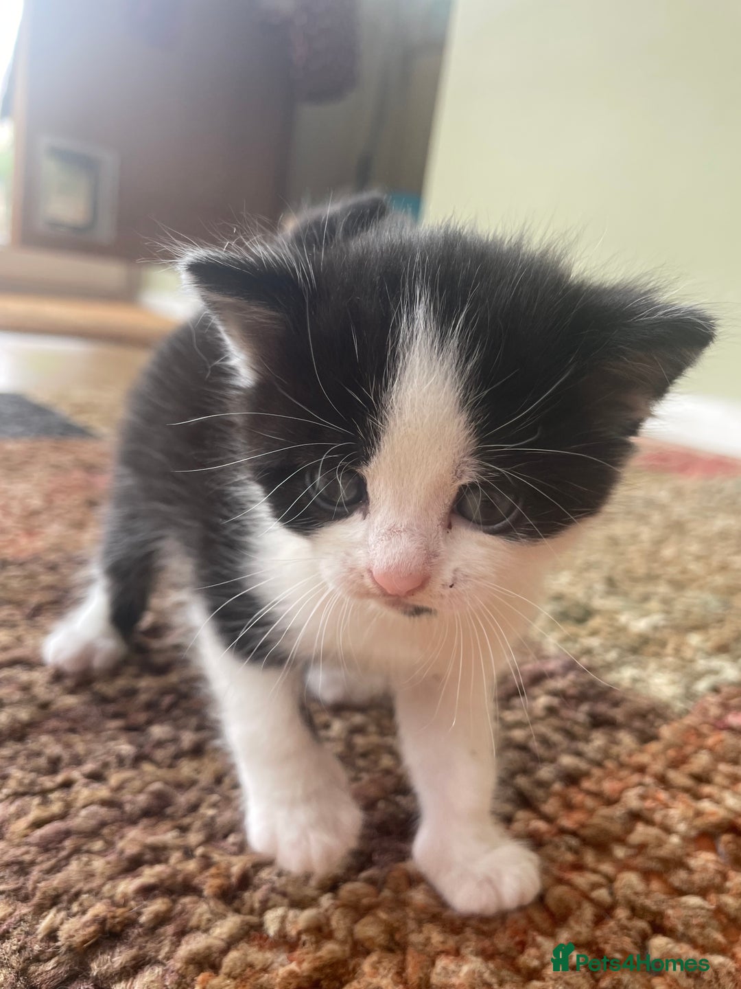 British Longhair cats for sale: British Longhair x domestic black white kittens - Image 16