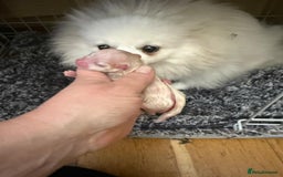 Pomeranian dogs for sale: READY 2nd August KC White Teddy Bear Poms - Image 36