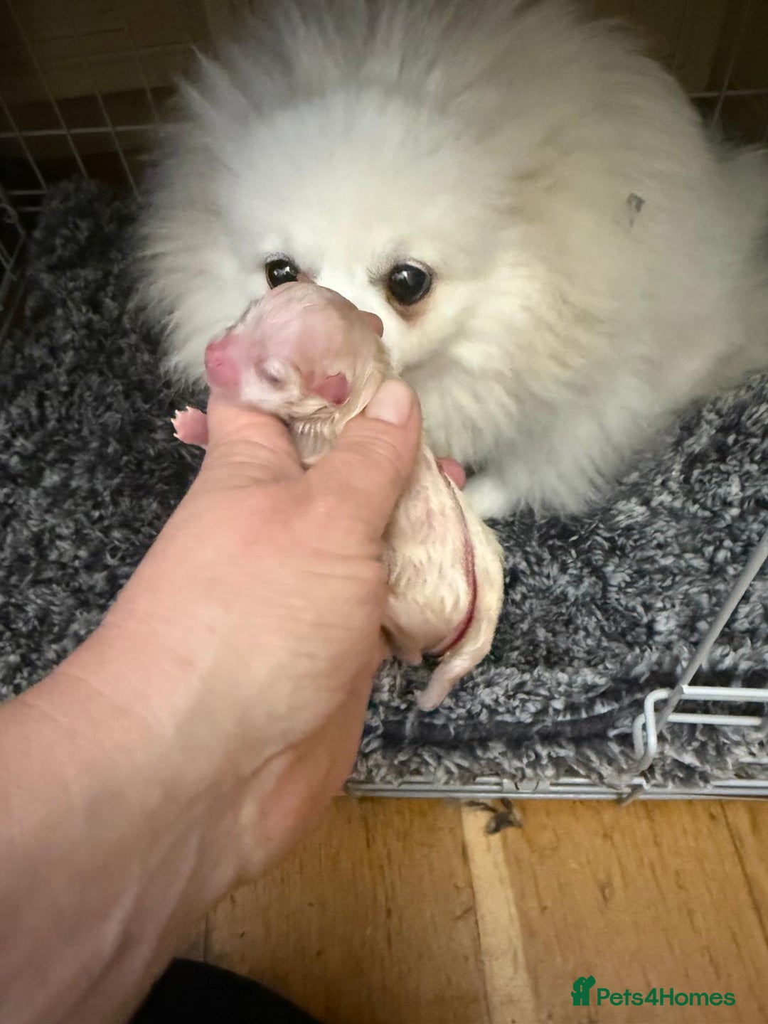Pomeranian dogs for sale: READY 2nd August KC White Teddy Bear Poms - Image 36