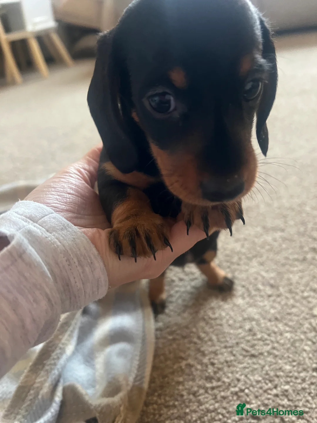 Dachshund dogs for sale: Beautiful KC miniature Smooth  - Advert 3