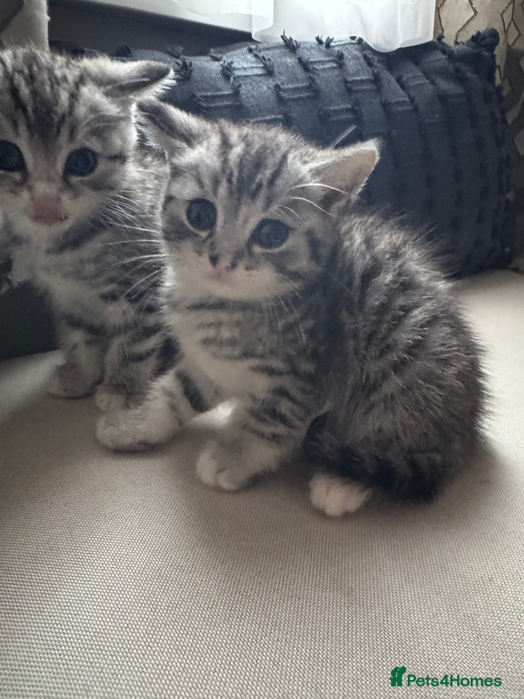 British Shorthair cats for sale: Beautiful lilac British shorthair X kittens - Image 15