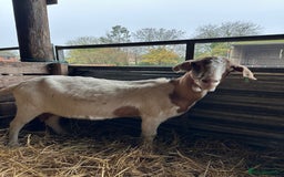 Goats livestock for sale: Lovely motherly Nanny - Advert 2