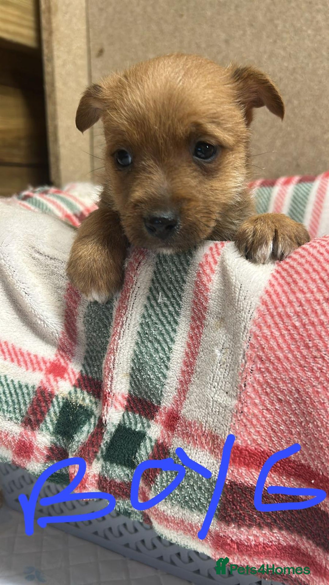 Jack Russell dogs for sale: JACK RUSSELL looking for there forever 🏠  - Advert 8