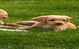 Cockapoo dogs for sale: Labrador x cockapoo ONE BOY LEFT READY NOW - Image 1