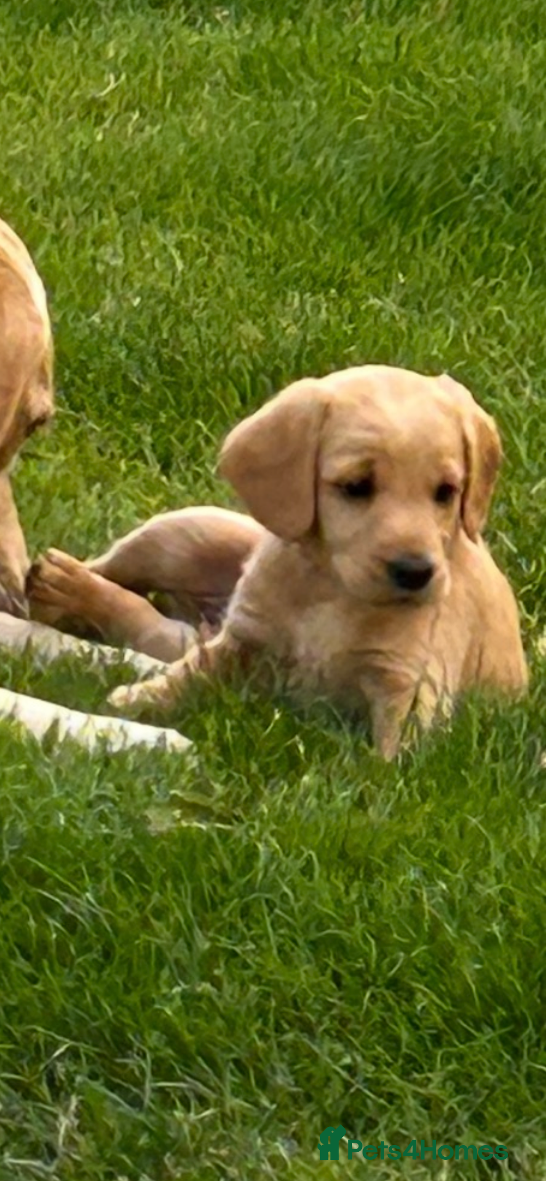 Cockapoo dogs for sale: Labrador x cockapoo ONE BOY LEFT READY NOW - Image 1