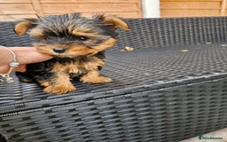 Yorkshire Terrier dogs for sale: 2 Boys and 2 Grils - Image 5