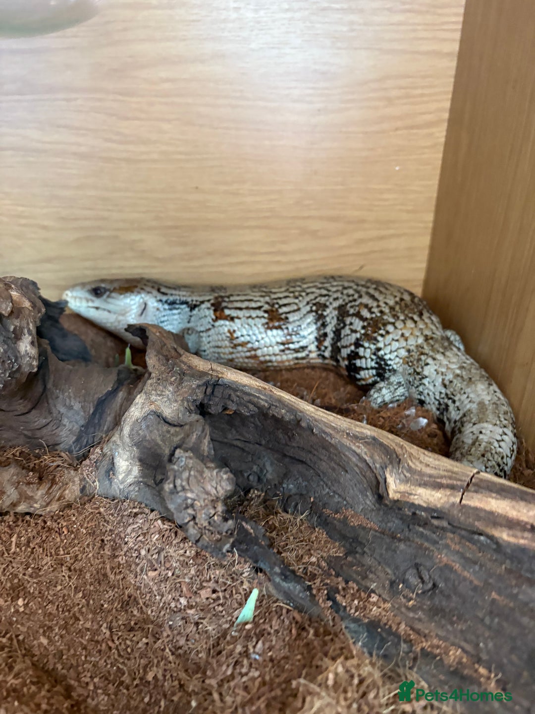Skink reptiles for sale: Blue Tongued Skink (Female) - Image 3