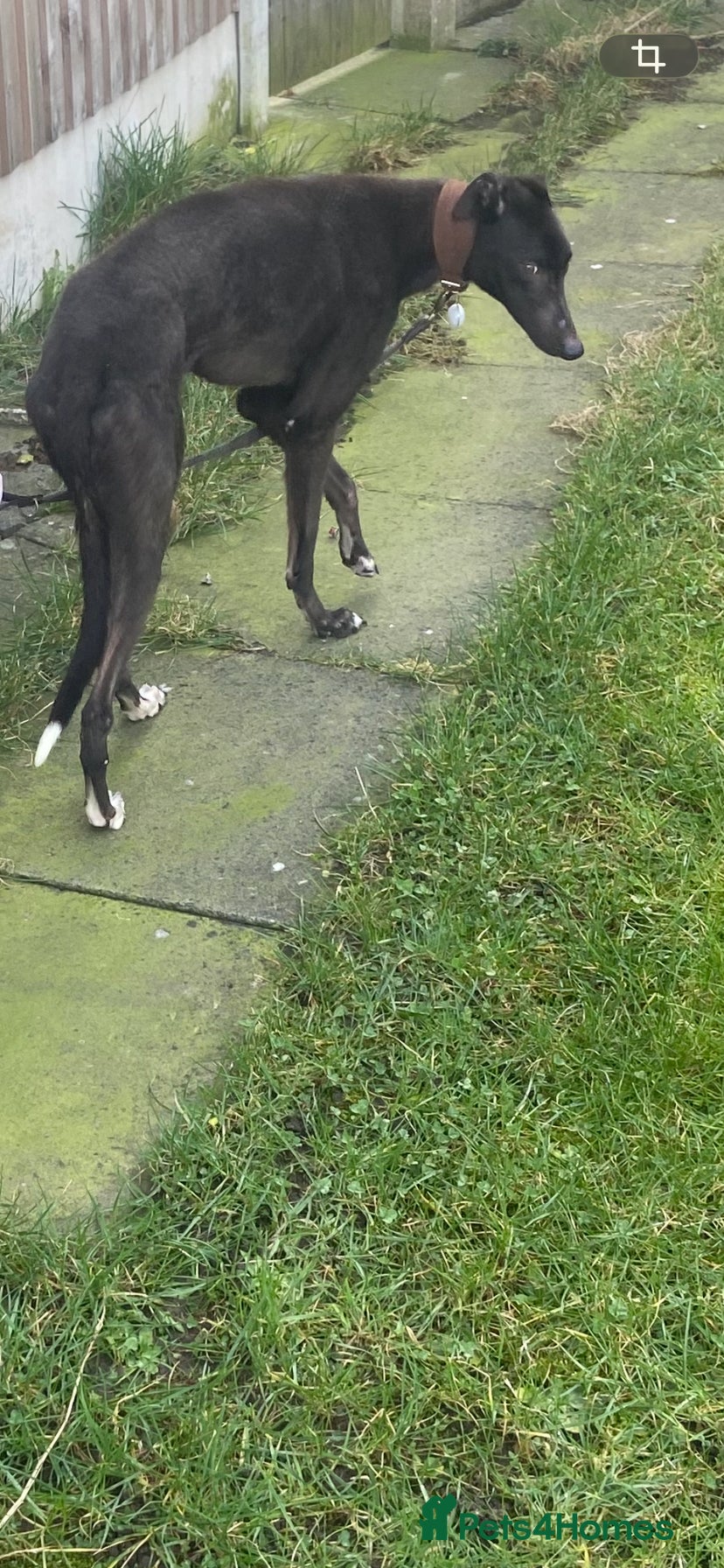 Greyhound dogs 3 year old greyhound bitch  - Advert 2