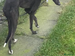 Greyhound dogs 3 year old greyhound bitch - Advert 2