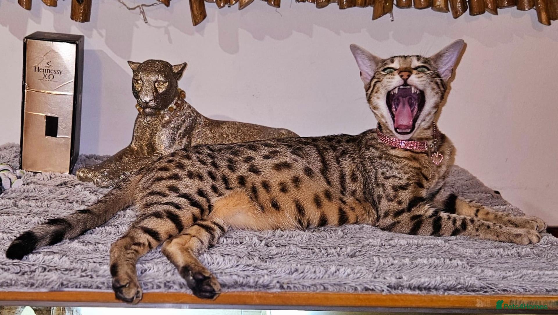 Bengal cats for sale: Bengal mix - Advert 1