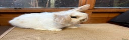 Mini Lop rabbits for sale: Friendly baby mini lop available  - Advert 1