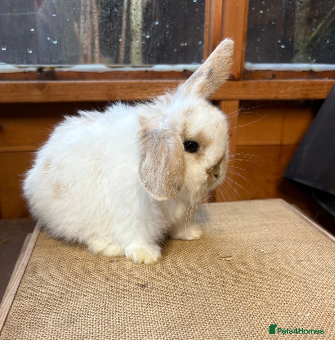 Mini Lop rabbits for sale: Friendly baby mini lop available  - Advert 1