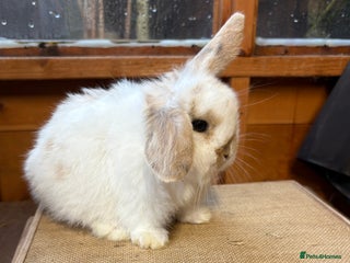 Mini Lop rabbits Friendly baby mini lop available - Advert 1