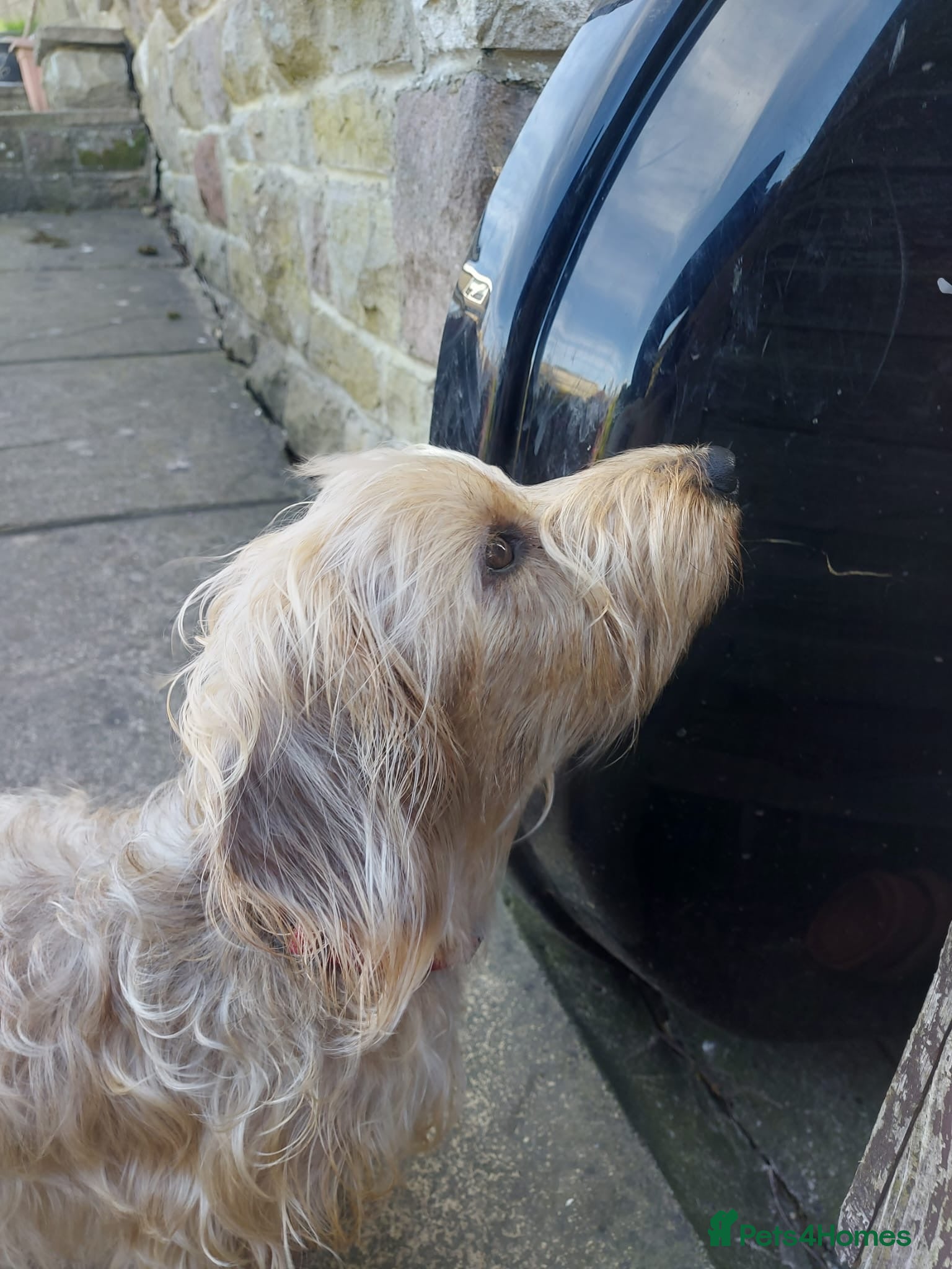 Dachshund dogs Standard soft wirehaired Daschund - KC reg. - Advert 13