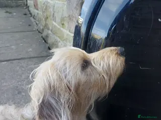 Dachshund dogs Standard soft wirehaired Daschund - KC reg. - Advert 13