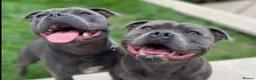 Staffordshire Bull Terrier dogs for sale: Beautiful blue Staffordshire Bull Terrier Puppies  in Epsom - Advert 3